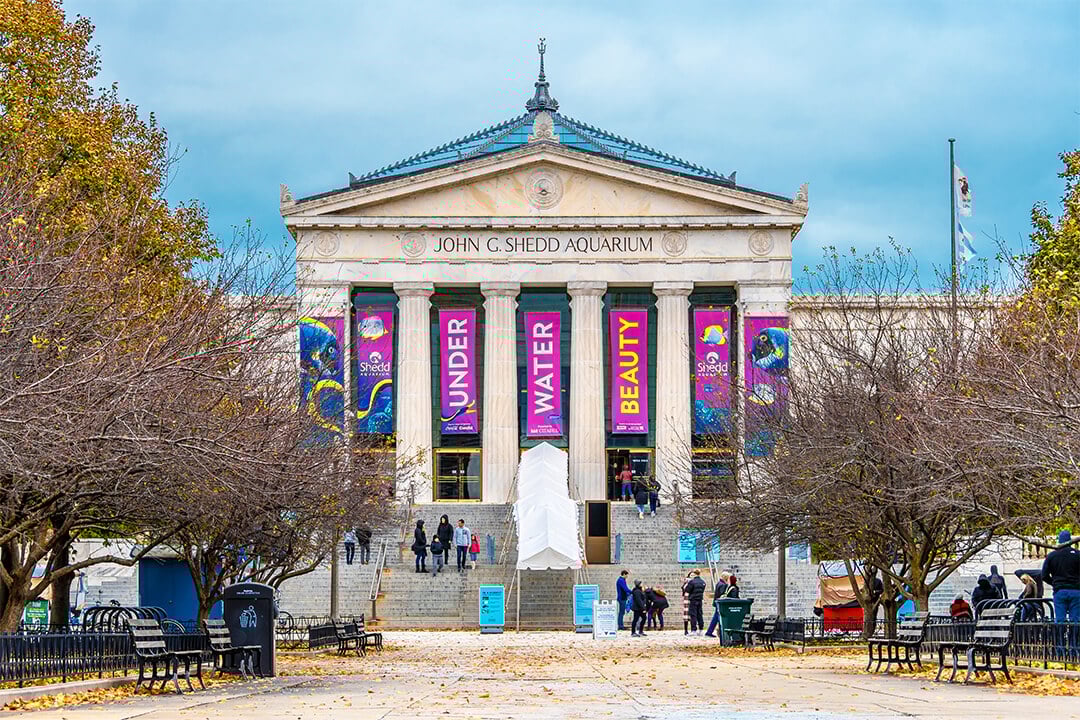 Acuario Shedd 