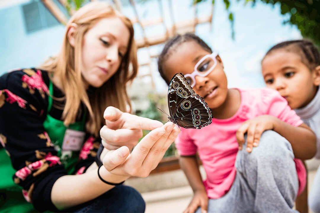 Museo de la Naturaleza Peggy Notebaert - Exposición de mariposas