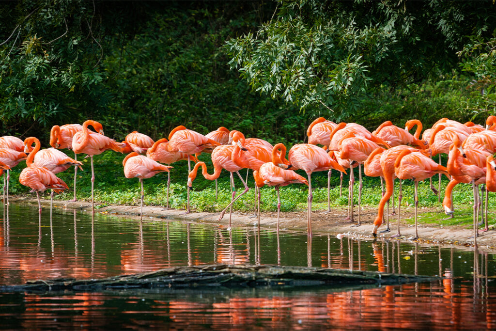 Lincoln Park Zoo